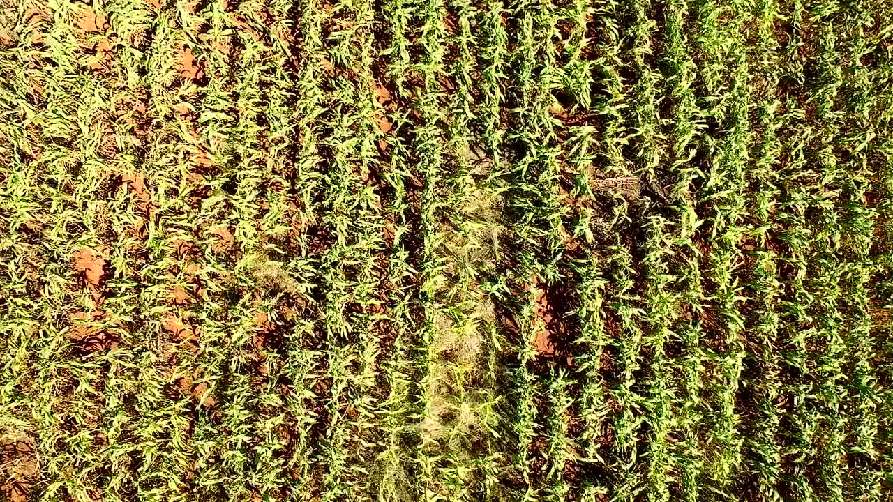 levantarse de los cultivos