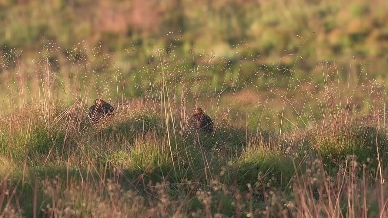willow ptarmigan en la tundra noruega.