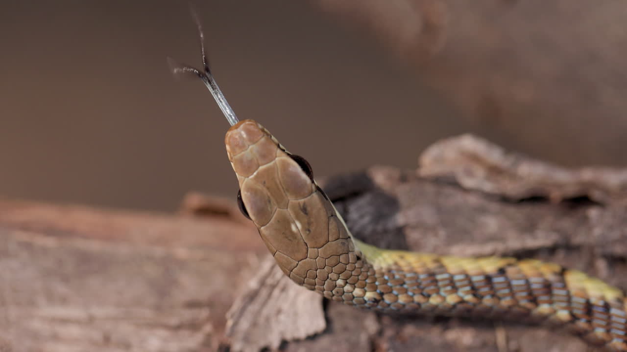 Macro dall'alto: scaglie della testa e lingua biforcuta che guizza di un serpente arboricolo dal dorso bronzo al rallentatore.