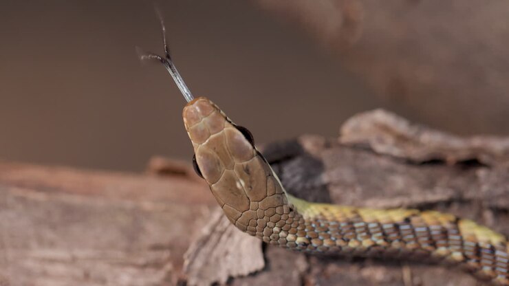 Overhead macro: Bronze-backed Tree Snake head scales and flickering forked tongue in slow motion