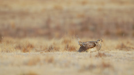 Sharp-tailed-Grouse-On-Lek-Performing-Mating-Ritual-Dance-In-Saskatchewan,-Canada