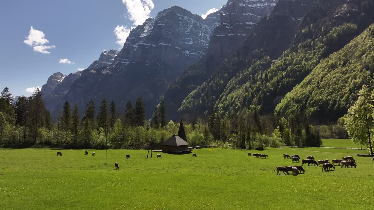 Peaceful alpine pasture near Klöntalersee, Switzerland. Grazing cows under dramatic mountain peaks, forest slopes and blue sky in an idyllic spring landscape.