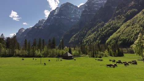 peaceful alpine pasture near klöntalersee, switzerland. grazing cows under dramatic mountain peaks, forest slopes and blue sky in an idyllic spring landscape.