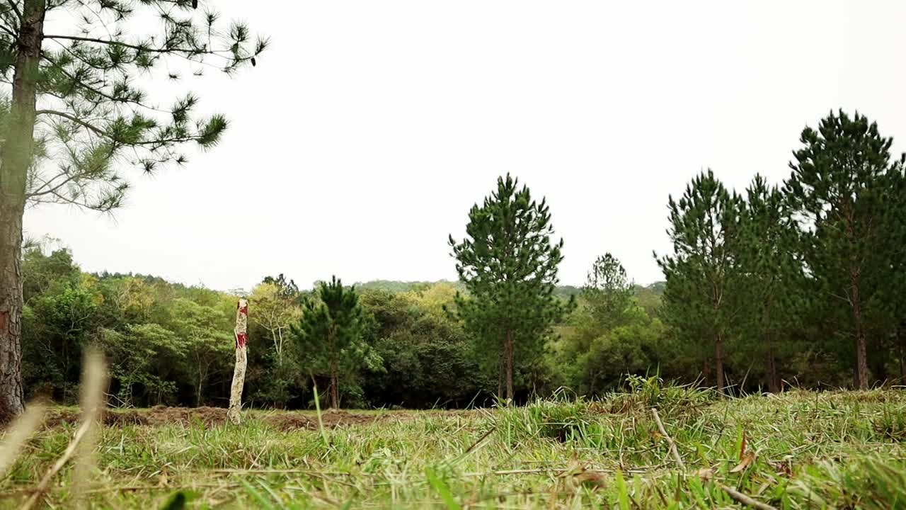 entrada a un bosque de pinos en la ciudad paraguaya de piribebuy