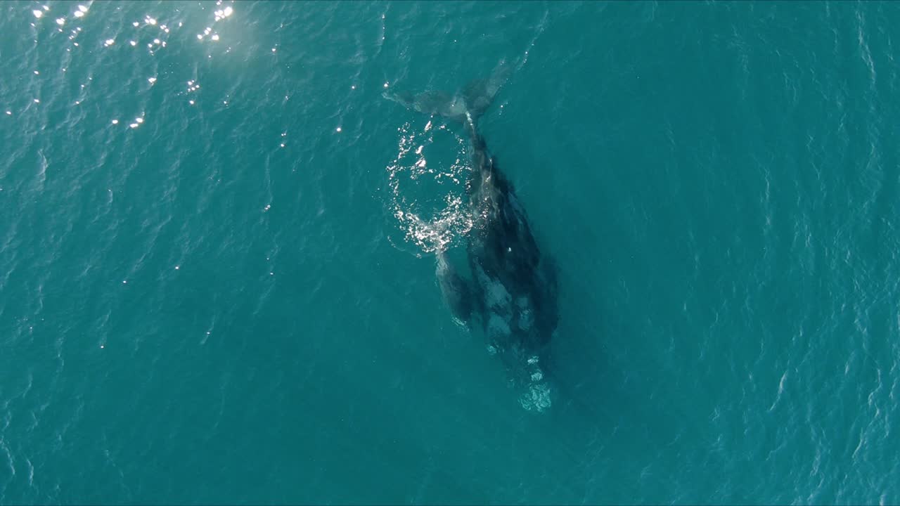 고래류 어미와 송아지가 표면 가까이에서 함께 수영 - 공중 조감도 슬라이드 오른쪽