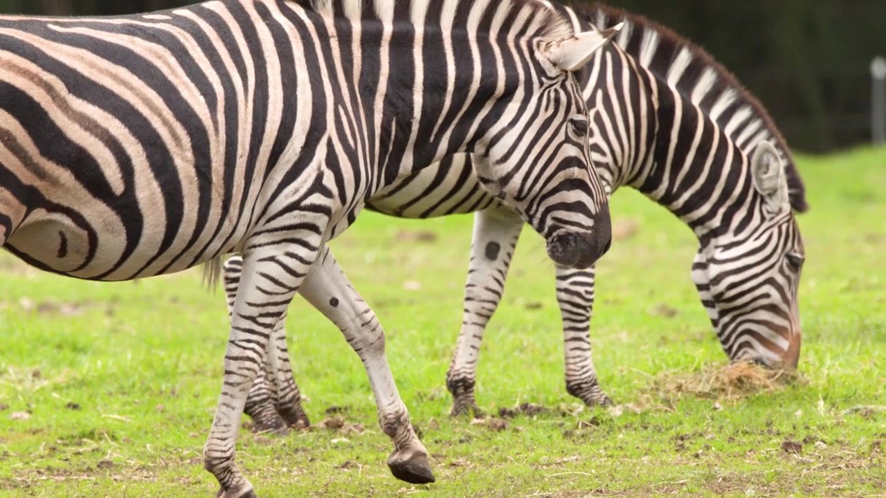 Zebras das planícies caminham por um prado verdejante sob a luz natural do dia em Dubbo, Austrália