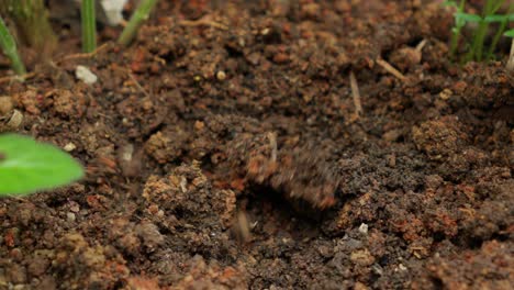 digging in a small garden using a shovel