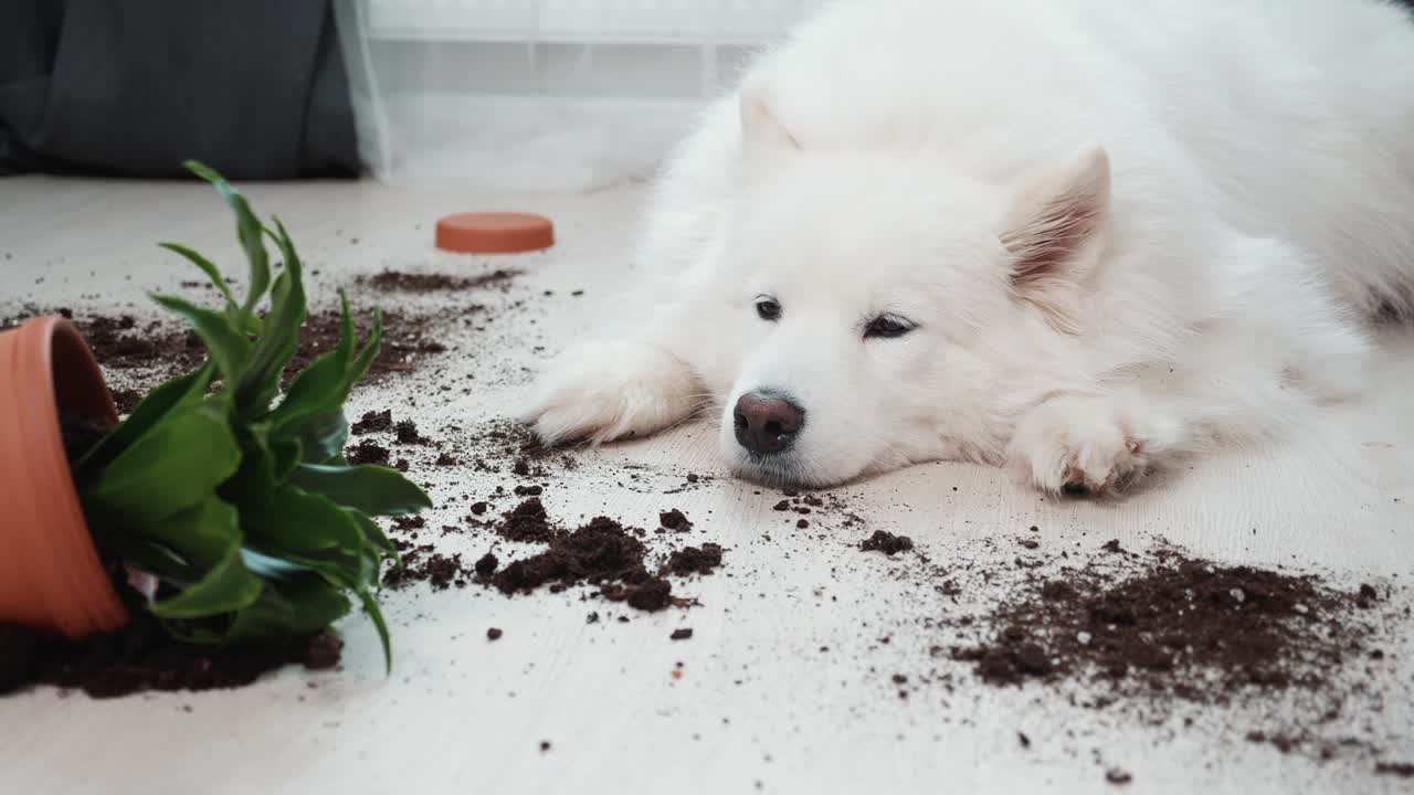 뒤집힌 꽃 에 바닥에 있는 죄책감 있는 개