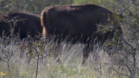 Europäischer-Bison-Bonasus-Weidet-In-Einer-Grasbewachsenen-Steppe,-Windig,-Tschechien