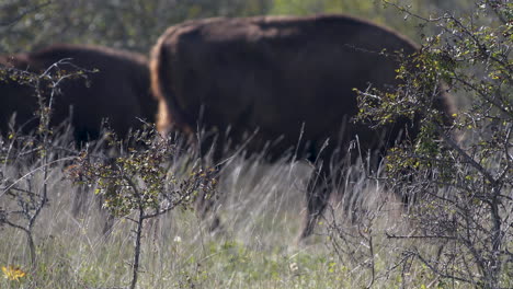 bisonte europeo bonasus pastando en una estepa cubierta de hierba, ventoso, república checa