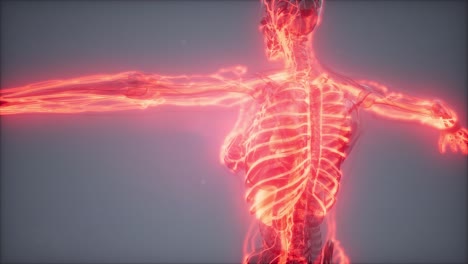 Blood-Vessels-of-Human-Body