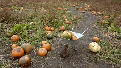 pan shot of wheel barrow with lots of halloween pumpkins in field in autumn