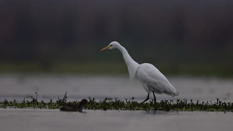 the great egret in rain