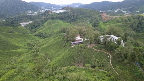 Übersicht-über-4K-Drohnenaufnahmen-Der-Teeplantage-In-Den-Cameron-Highlands