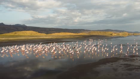 Awesome-aerial-drone-shot-of-a-group-of-pink-flamingos-walking-at-Lake-Natron-in-Tanzania,-North-Africa,-during-sunrise-hours