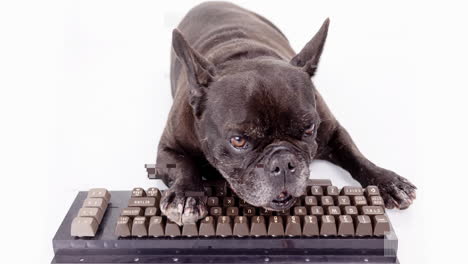 dog hacker lying down with a keyboard hacking, studio footage