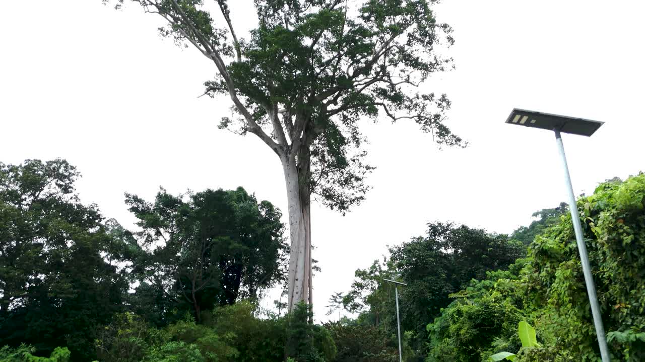 Scenic tropical countryside road with huge native tree on the island of Koh Samui, Thailand.