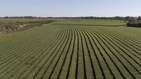 Movimiento-Aéreo-Panorámico-Sobre-La-Belleza-Del-Campo-De-Té-Verde-Local,-Argentina