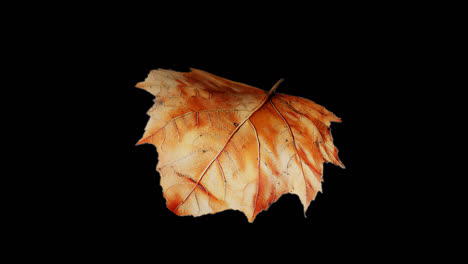 hojas de otoño