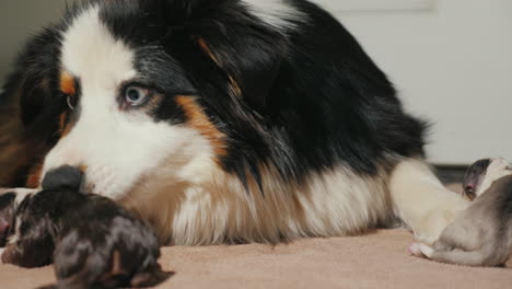 pastor australiano cuida a su cachorro recién nacido 07