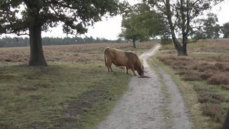 highland cattle grazing on the dirt road in rural area. zoom-in shot
