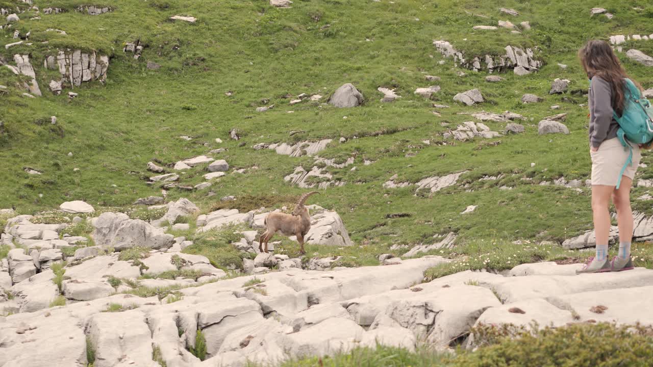 A Gorgeous young woman is admiring an Ibex that stares back at her during a hike to the Refuge de Salles, sixt-fer-à-cheval