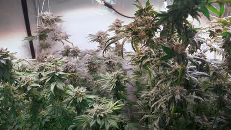 Shot-of-a-cannabis-plants-growing-in-a-grow-tent-during-flowering-stage