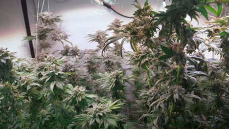 shot of a cannabis plants growing in a grow tent during flowering stage