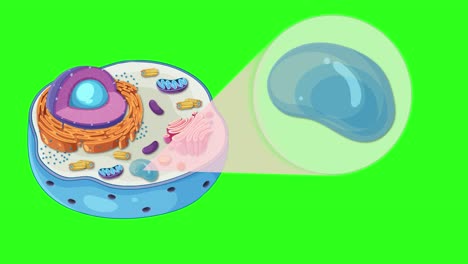 animation illustrating animal cell structure, highlighting the vacuole. features vibrant colors and smooth transitions over 20 seconds