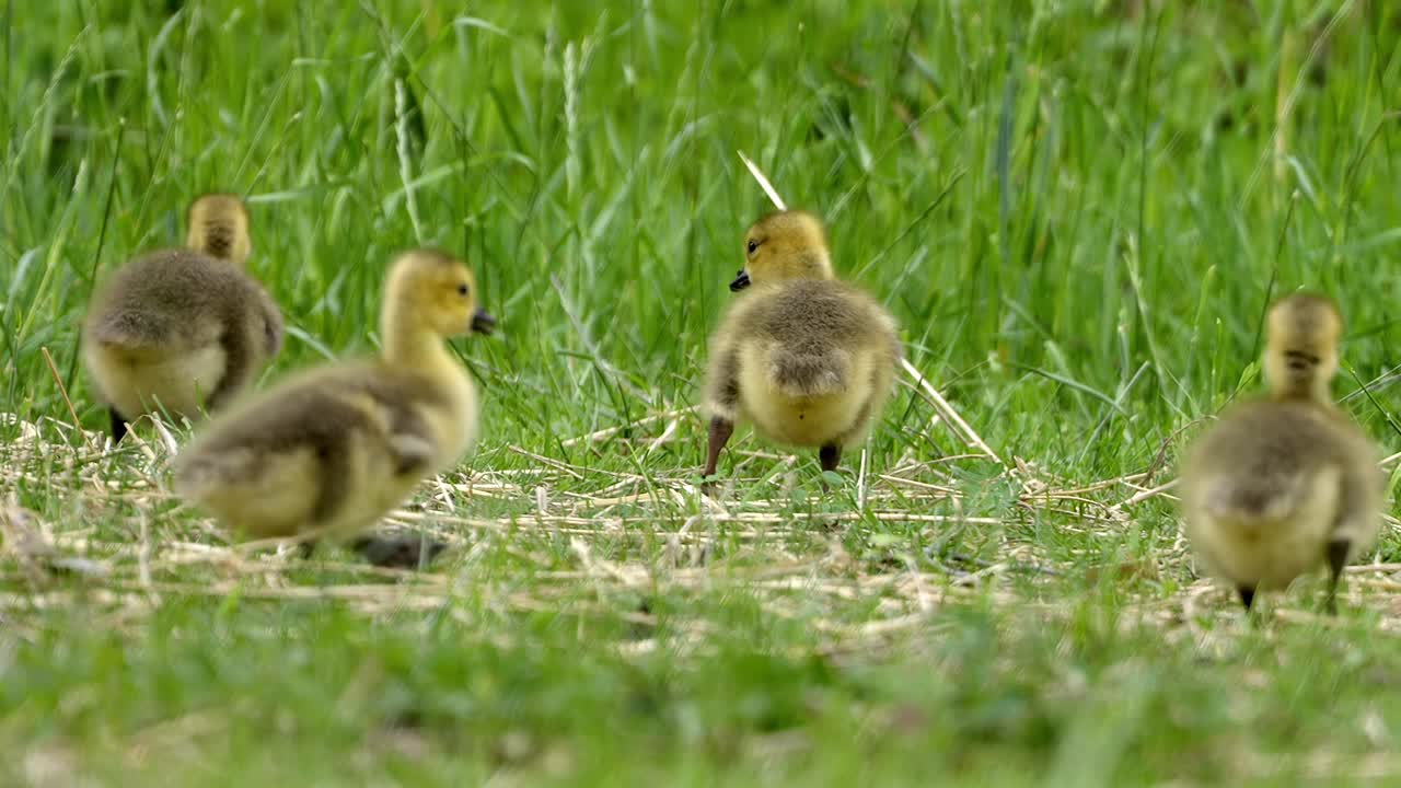 Cute Baby Geese Exploring Meadow in Vibrant Spring Sunlight