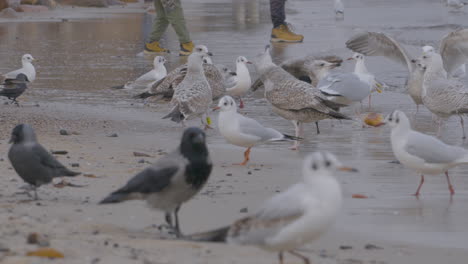 bandadas de gaviotas y cuervos encapuchados forrajeando en una orilla del mar báltico por la gente - primer plano en slomo