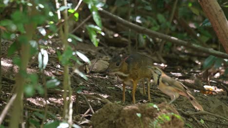 Seen-facing-to-the-left-while-the-camera-pans-to-the-right-as-a-Greater-Necklaced-Laughingthrush-perches-on-a-mound,-Lesser-Mouse-Deer-Tragulus-kanchil,-Thailand