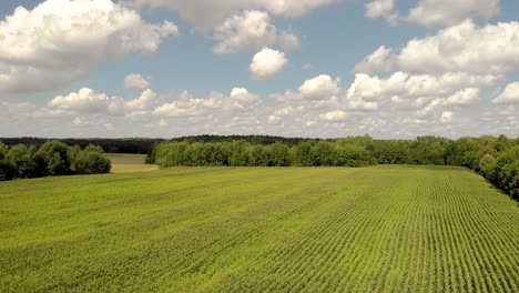 Calm-flight-over-the-cornfield,-mature-cornfield-from-above,-beautiful-landscape-on-the-horizon,-blue-sky-with-white-clouds-and-trees-in-the-distance