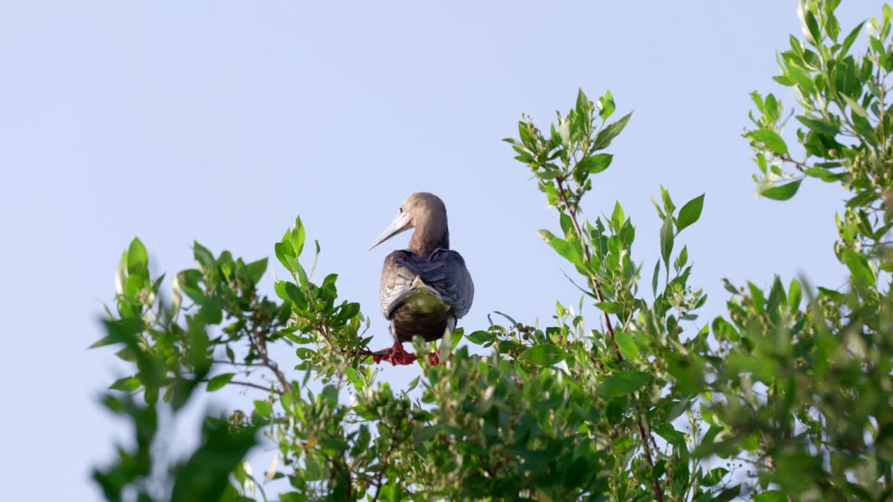 un booby de patas rojas mira hacia el cielo en un árbol en little cayman island en las islas caimán