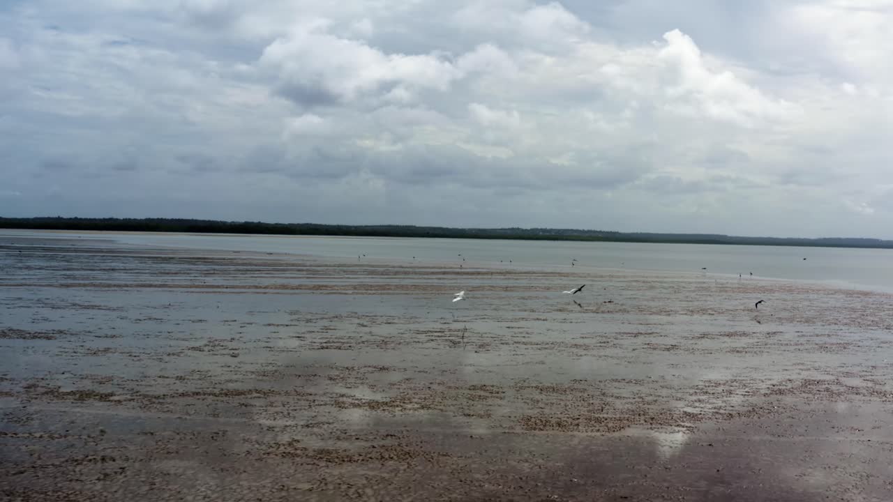 Right trucking aerial drone shot flying over a natural sand bar with exotic birds flying in the tropical Guara&iacute;ras Lagoon in the touristic beach town of Tibau do Sul, Brazil in Rio Grande do Norte