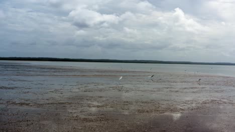 Right-trucking-aerial-drone-shot-flying-over-a-natural-sand-bar-with-exotic-birds-flying-in-the-tropical-Guaraíras-Lagoon-in-the-touristic-beach-town-of-Tibau-do-Sul,-Brazil-in-Rio-Grande-do-Norte