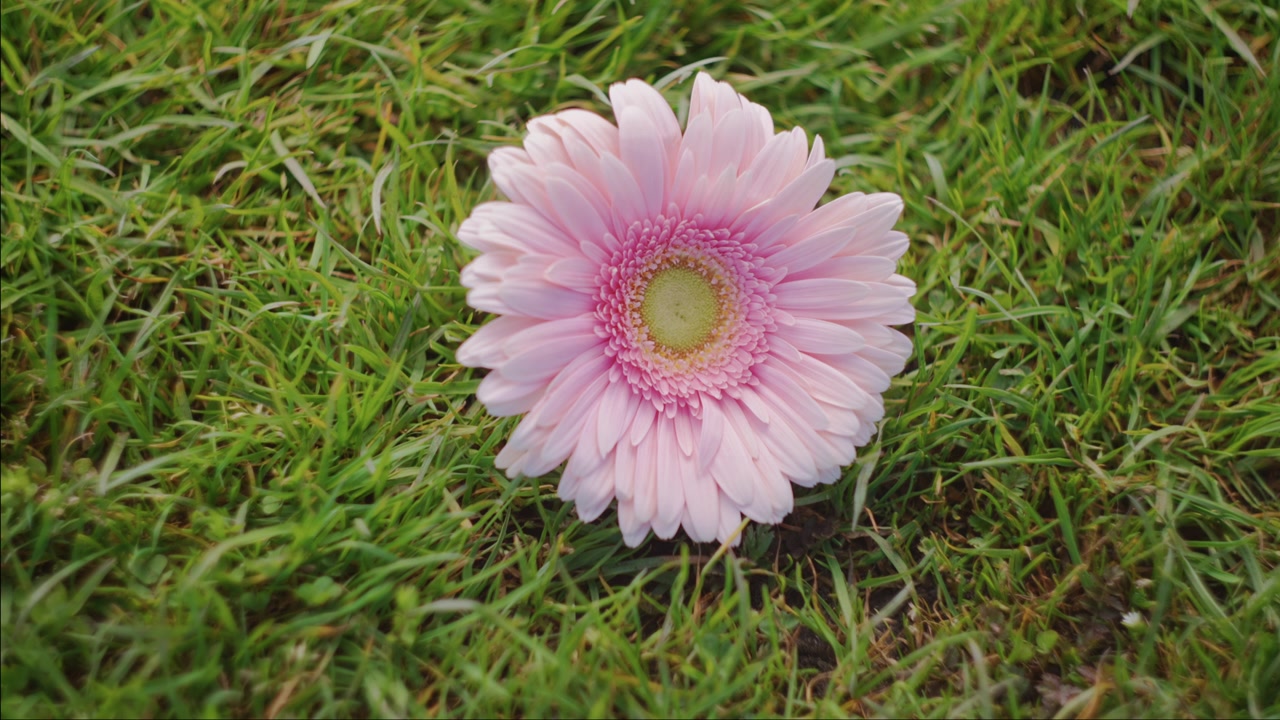 Una gerbera rosa riposa nell'erba verde con uno sfondo sfocato e morbido.