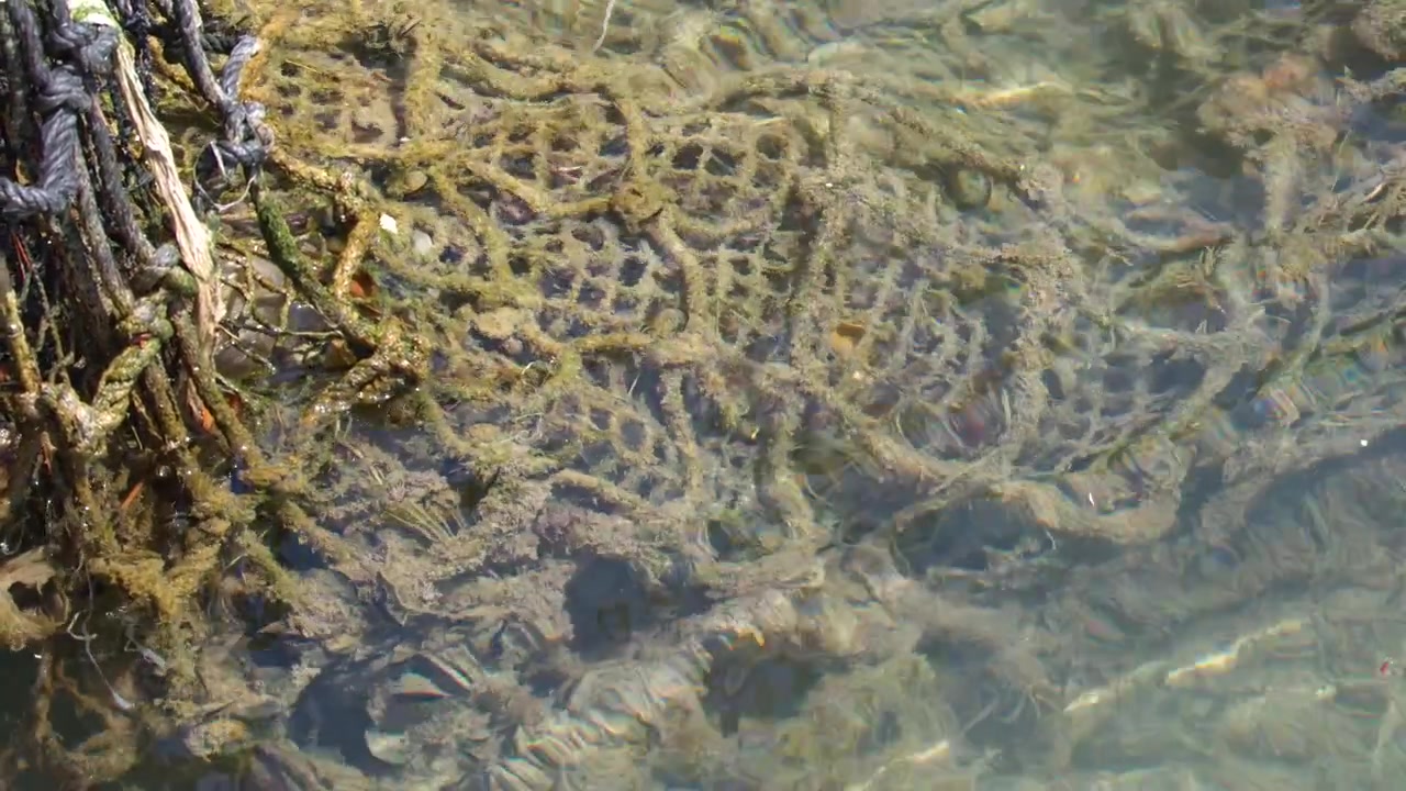 Old Fishing Net Submerged in Clear Shallow Water