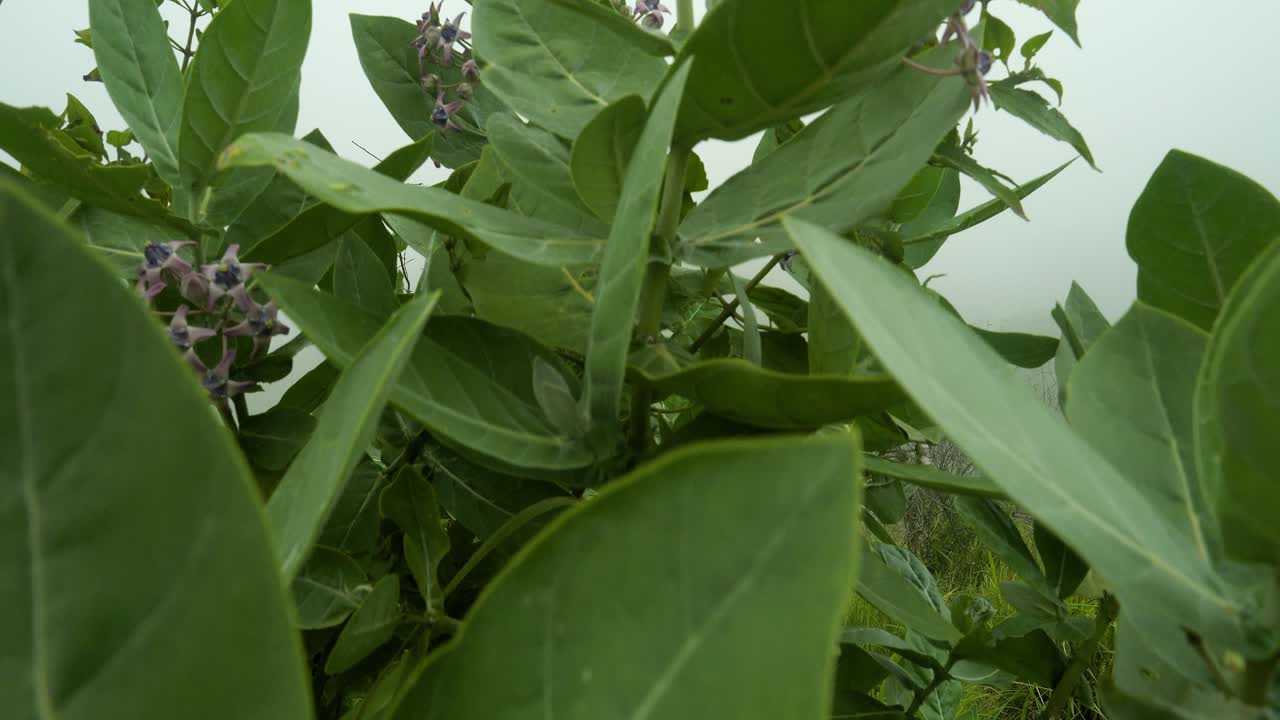 cámara lenta revela la toma de las colinas de teletubbies en bali durante la niebla con el seguimiento de la toma a través de las plantas en la naturaleza