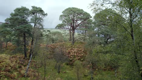 scots pine forest drone footage