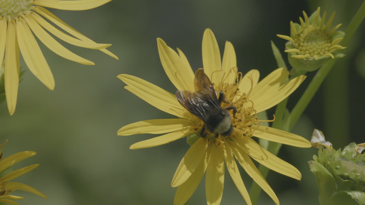 Primo piano di un'ape che impollina un fiore e poi vola via al rallentatore