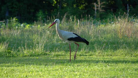 A-stork-bird-walking-around-in-the-summer-meadow-green-in-Lithuania