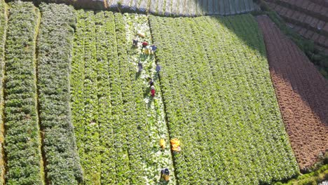 grupo de agricultores están cosechando mostaza en la plantación