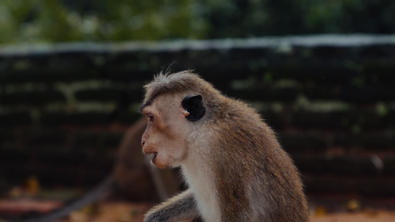Close-up of wild macaque monkey in the rain near ancient Buddhist temple ruins in Polonnaruwa, Sri Lanka