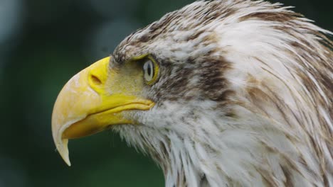 Weißkopfseeadler-Mit-Gelbem-Schnabel,-Der-Sich-Umschaut,-Makro