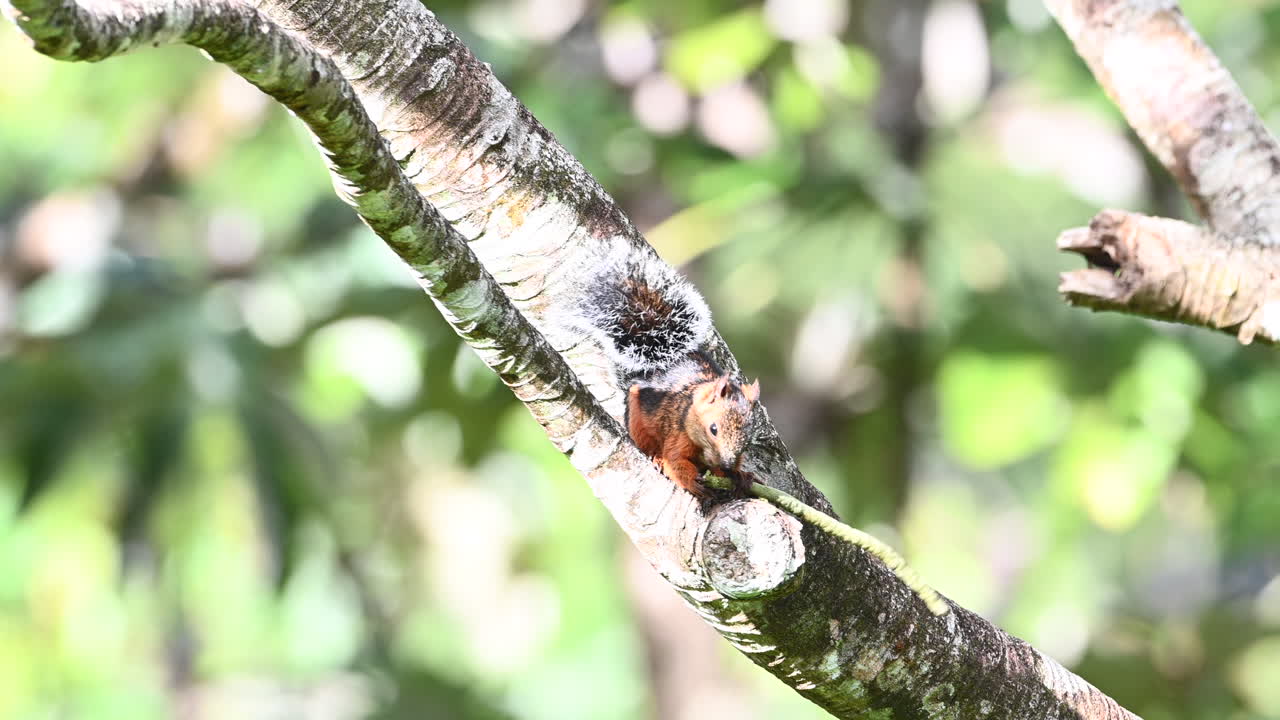 ardilla jaspeada comiendo la parte superior de la plántula del árbol de madera de ambay