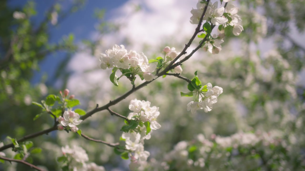 Close up of apple tree blooming with white flowers in spring