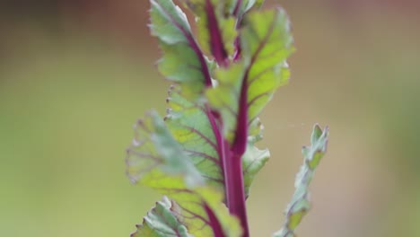 pan up red rubine brussel sprouts flower