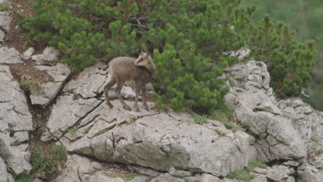 Cámara-Lenta:-Cerca-De-Cachorros-De-Gamuza-Escalando-Y-Parados-En-Lo-Alto-De-Las-Montañas