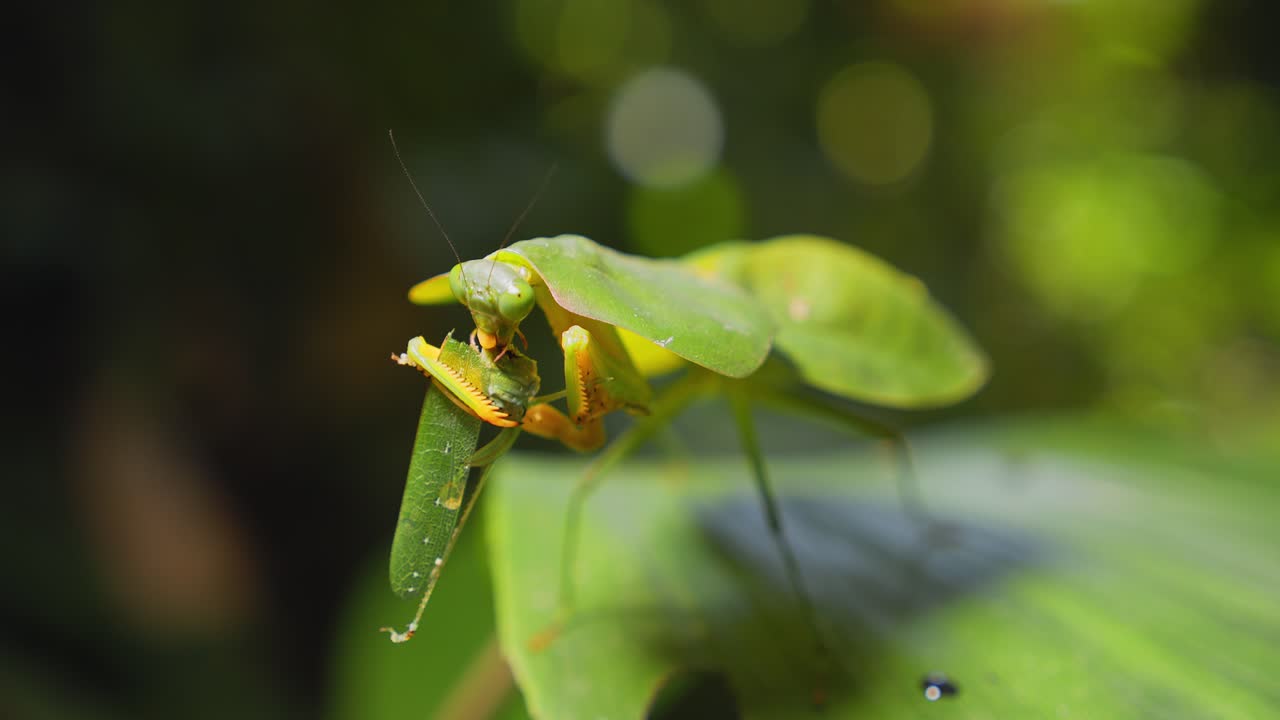 A cobra mantis feeds on a grasshopper it holds tightly in Peru’s Amazon rainforest, closeup view.